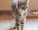 Кошки в Фрязино: котик Валли в добрые руки Мальчик, Бесплатно - фото 2