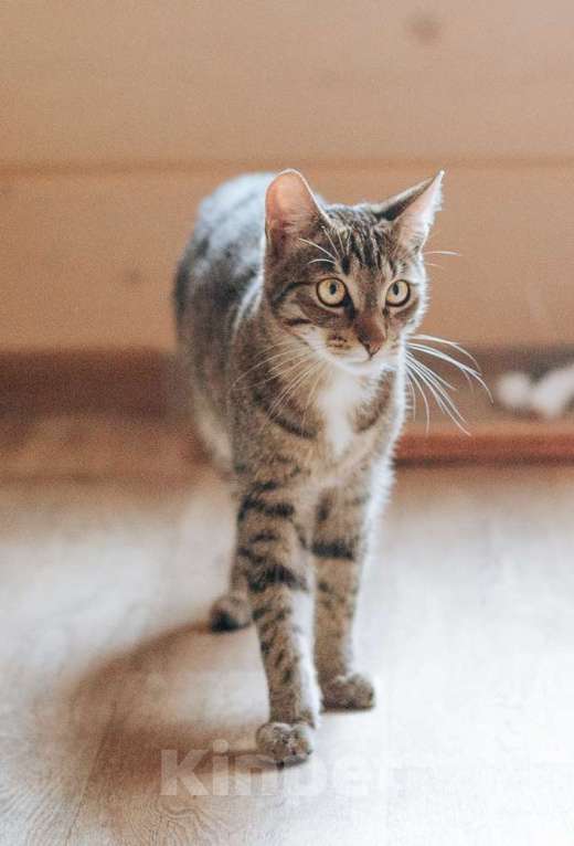 Кошки в Фрязино: котик Валли в добрые руки Мальчик, Бесплатно - фото 2