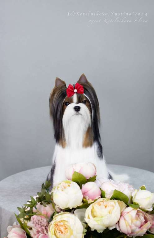 Собаки в Москве: Достойный кавалер Мальчик, Бесплатно - фото 2