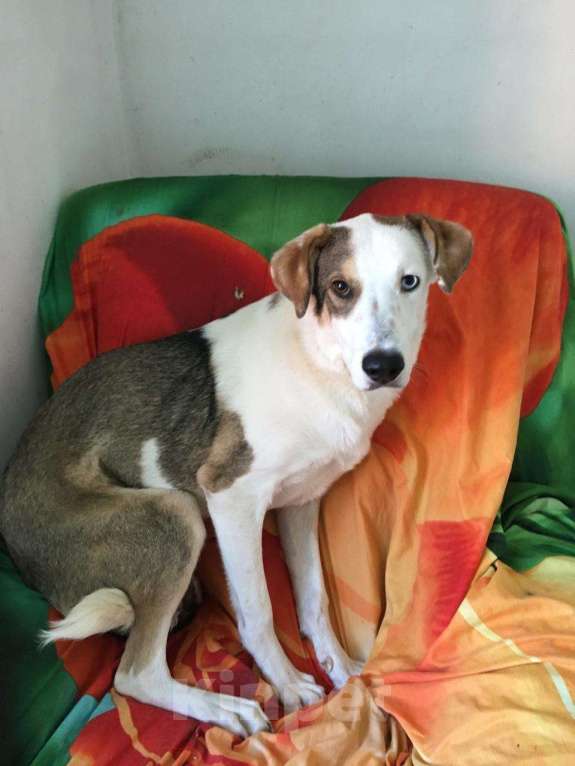 Собаки в Котельнике: Мальчик с разноцветными глазами и очень трудной судьбой! Мальчик, Бесплатно - фото 1