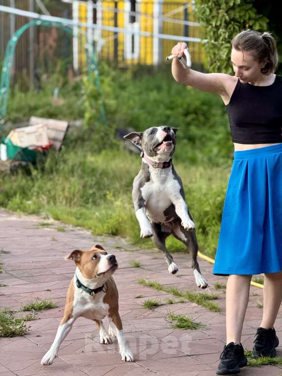 Собаки в Москве: Мудрая и нежная Дельта в поисках ДОМА. Девочка, Бесплатно - фото 2