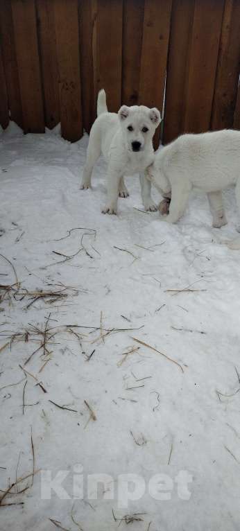 Собаки в Перми: Яра Девочка, Бесплатно - фото 5
