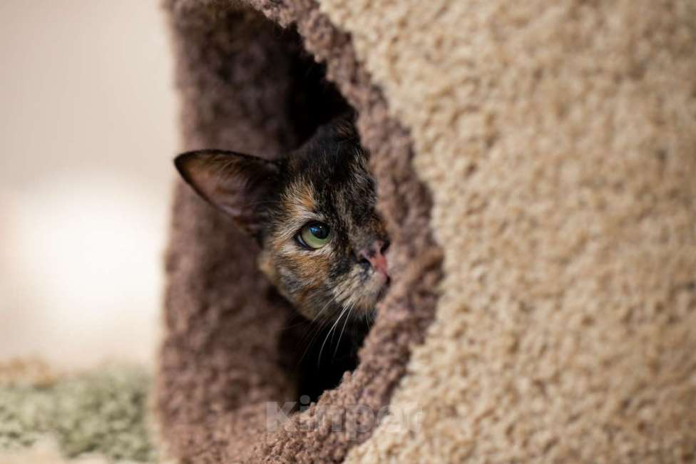 Кошки в Москве: кошка Ульяна Девочка, Бесплатно - фото 6