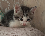 Кошки в Лобне: Котёнок в добрые руки Мальчик, Бесплатно - фото 2