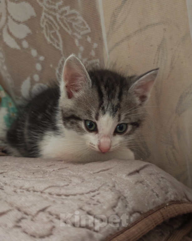 Кошки в Лобне: Котёнок в добрые руки Мальчик, Бесплатно - фото 2