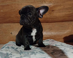 Собаки в Москве: Французский бульдог  Мальчик, 75 000 руб. - фото 3