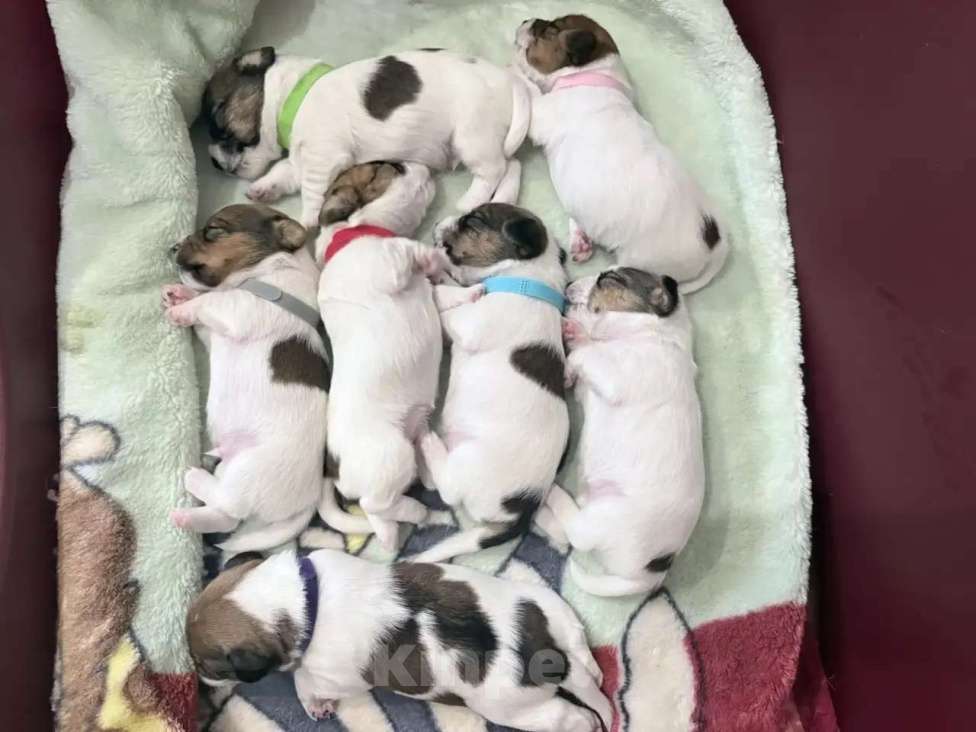 Собаки в Пензе: Щенки Джек Рассел терьер Мальчик, 25 000 руб. - фото 5