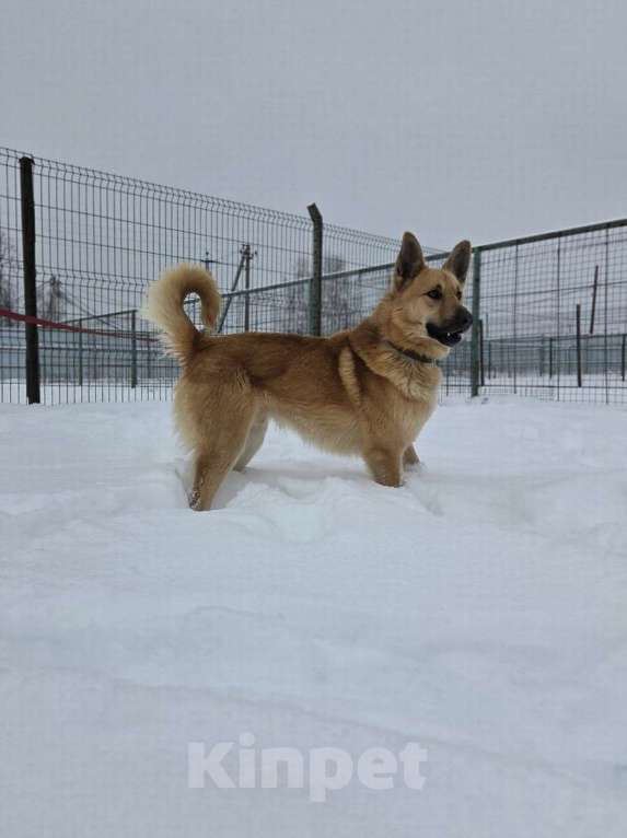 Собаки в Москве: Шикарный парень Майор в добрые руки! Мальчик, Бесплатно - фото 4