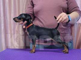 Собаки в Москве: цвергпинчер щенок Девочка, 50 000 руб. - фото 3