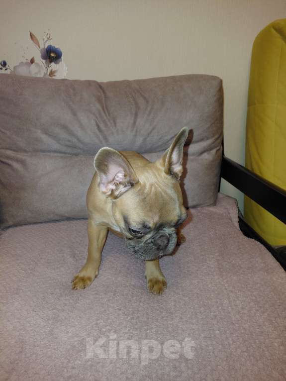 Собаки в Воронеже: Щенок французкого бульдога Мальчик, 20 000 руб. - фото 3