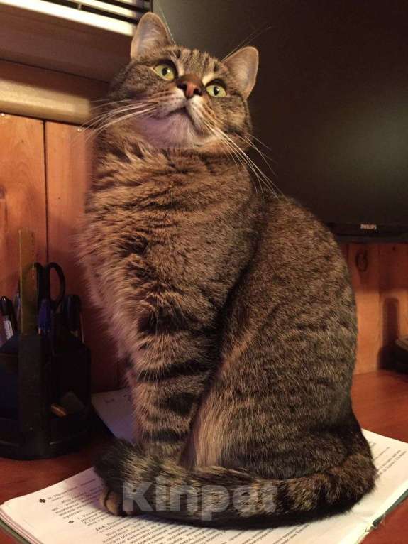 Кошки в Москве: Помогите найти любимую кошку Девочка, 100 000 руб. - фото 2