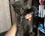 Кошки в Новосибирске: продам прямоухого шотландского котенка Мальчик, 1 000 руб. - фото 2