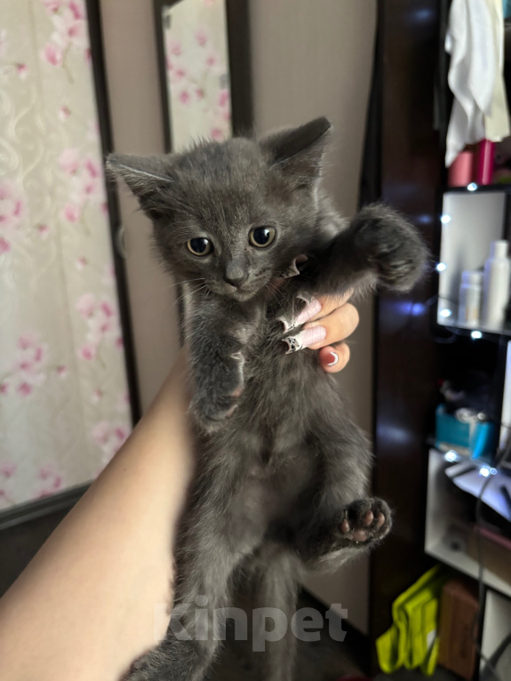 Кошки в Новосибирске: продам прямоухого шотландского котенка Мальчик, 1 000 руб. - фото 2