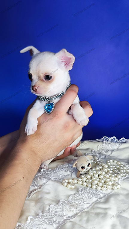 Собаки в Москве: Нежная малышка чихуахуа  Девочка, Бесплатно - фото 6