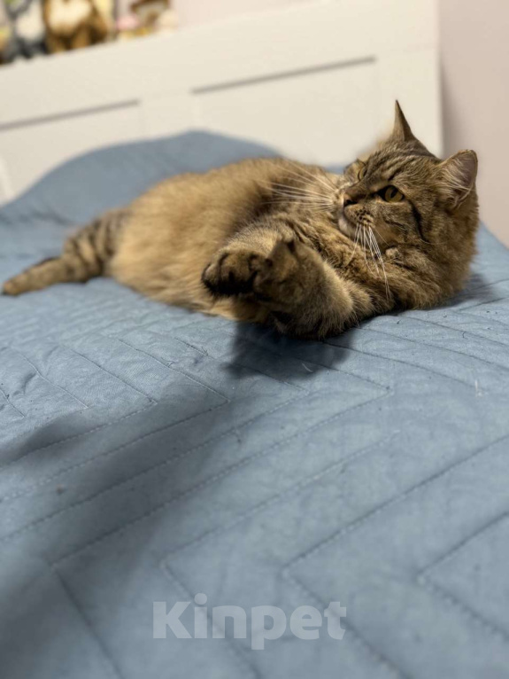 Кошки в Москве: Замурчательный котик Лекс Мальчик, Бесплатно - фото 6