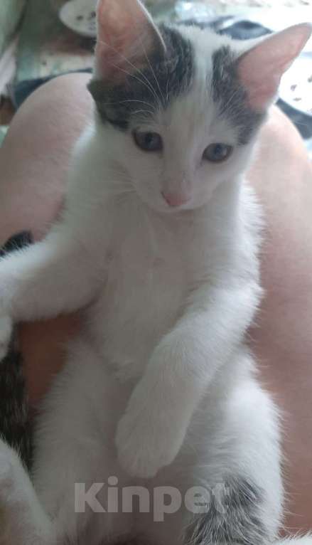 Кошки в Москве: Котята всех окрасов в добрые руки Мальчик, 1 руб. - фото 6