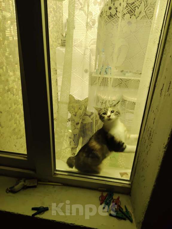 Кошки в других городах Краснодарского края: Очаровательная короткошёрстная кошечка курильский бобтейл  Девочка, 10 000 руб. - фото 2