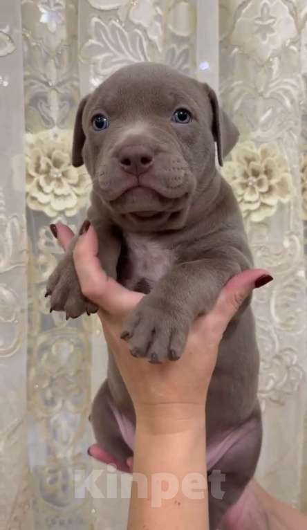 Собаки в Краснодаре: Темно-лиловый Мальчик, 100 000 руб. - фото 1