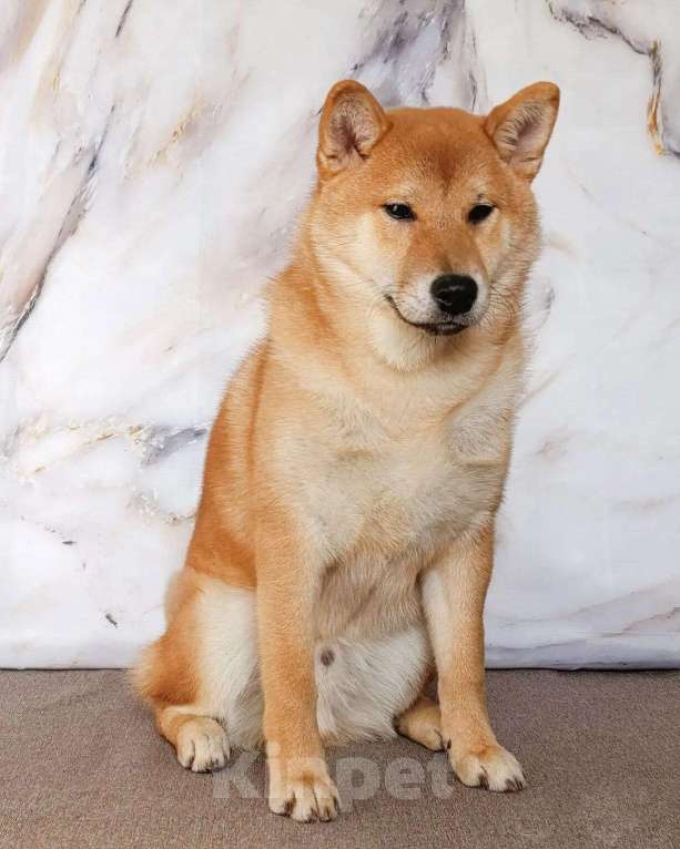 Собаки в других городах Ростовской области: щенок Сиба Мальчик, 40 000 руб. - фото 2