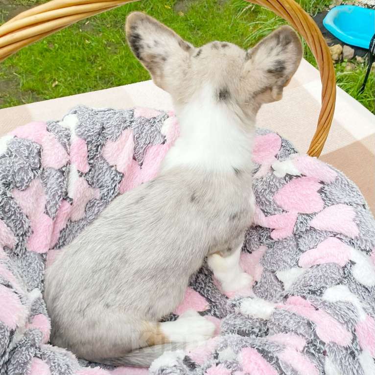 Собаки в Москве: Щенки вельш-корги кардиган Девочка, 30 000 руб. - фото 4