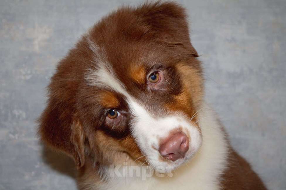 Собаки в других городах Московской области: Австралийская овчарка Мальчик, 50 000 руб. - фото 8