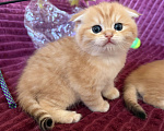 Кошки в Москве: Котик золотая шиншилла табби Мальчик, 30 000 руб. - фото 1