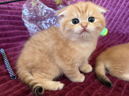 Котик золотая шиншилла табби