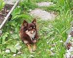 Собаки в Иваново: Чихуа. Вязка, 1 000 руб. - фото 2