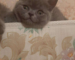 Кошки в Александровске-Сахалинском: Британские котята!, 5 000 руб. - фото 3