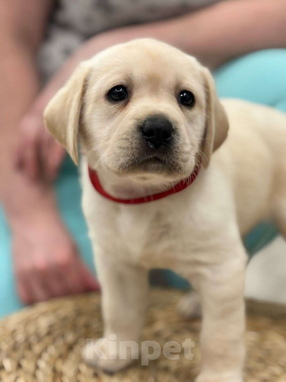 Собаки в Истре: Щенок лабрадора с отличной родословной, девочка Девочка, 70 000 руб. - фото 2