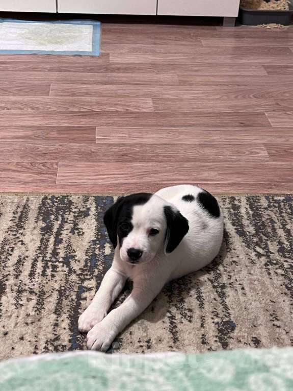 Собаки в Липецке: Щенок в добрые руки Мальчик, Бесплатно - фото 4