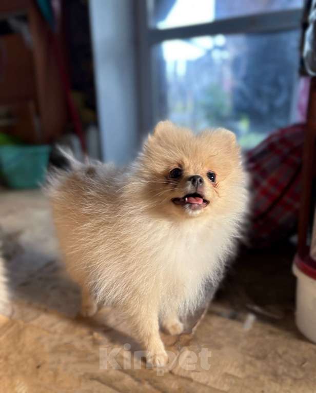 Собаки в Перми: Девочка малый шпиц  Девочка, 35 000 руб. - фото 3