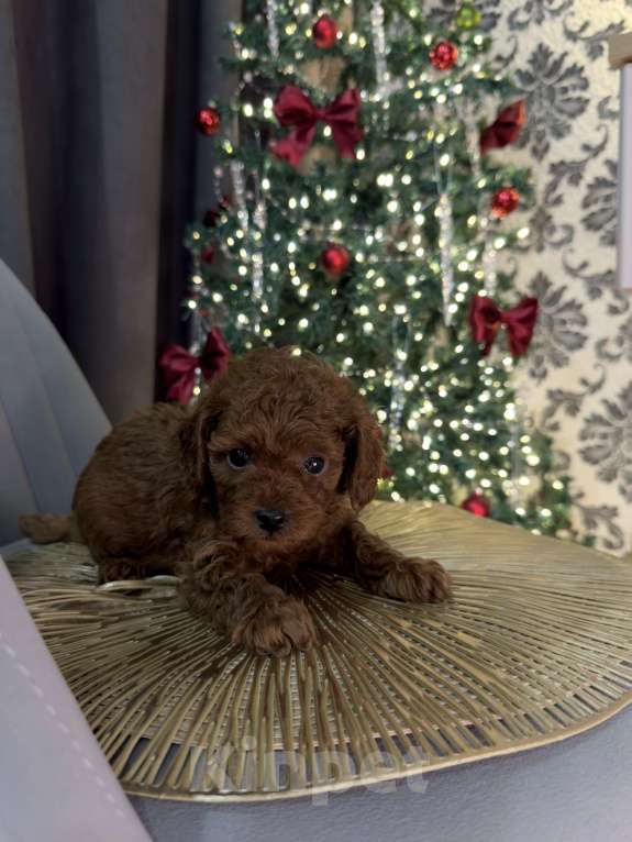 Собаки в Краснодаре: Той-пудель щенок  Девочка, 65 000 руб. - фото 4