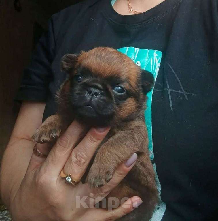 Собаки в Москве: Малый брабансон рыжий мальчик Мальчик, 45 000 руб. - фото 3