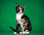 Кошки в Люберцах: Котенок Мэри в добрые руки Девочка, 1 руб. - фото 8