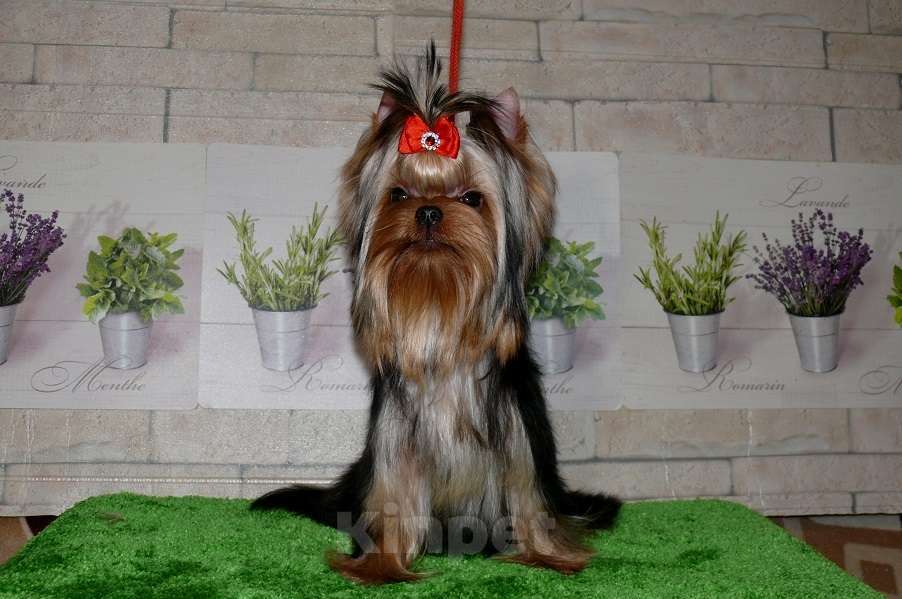 Собаки в Королеве: Девочка йорк, 8 мес. Девочка, 80 000 руб. - фото 6