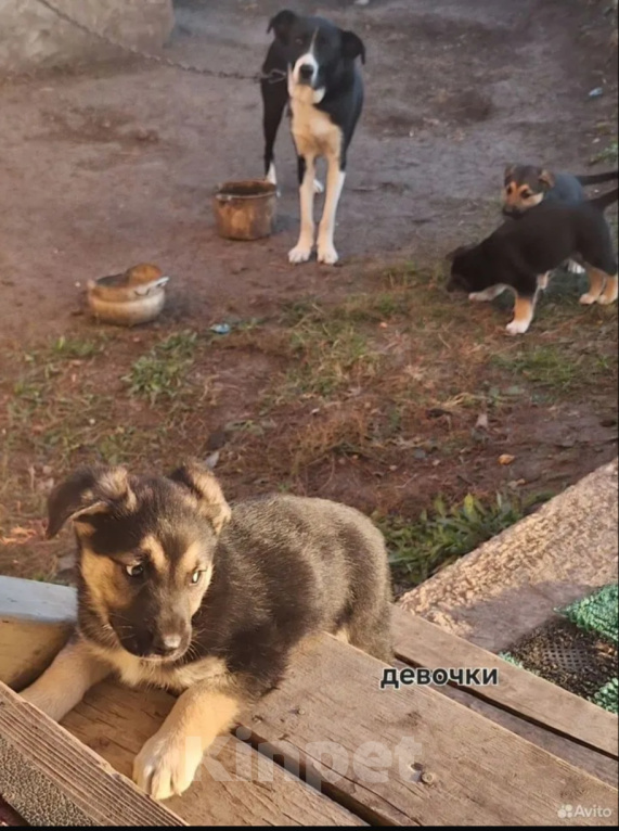 Собаки в других городах Башкортостана: Щенки Девочка, Бесплатно - фото 1