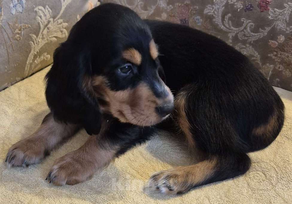 Собаки в Подольске: Щенок русского охотничьего спаниеля Девочка, 65 000 руб. - фото 2