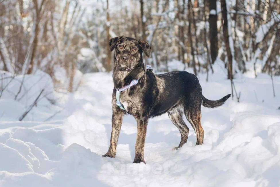 Собаки в Москве: Мунрей ищет дом Мальчик, Бесплатно - фото 1