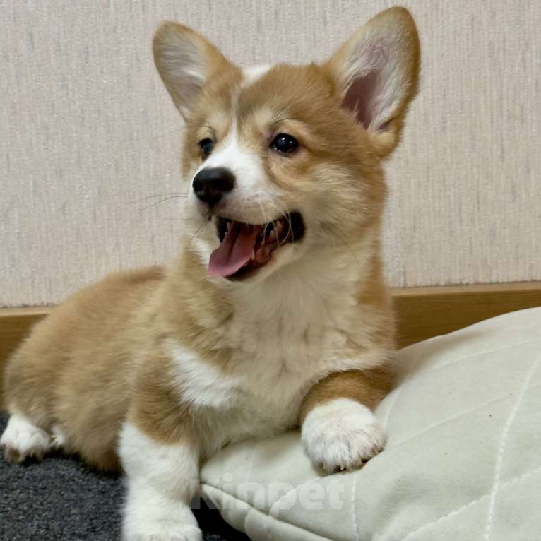 Собаки в других городах Московской области: Красивая девочка Девочка, 50 000 руб. - фото 3