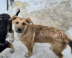 Собаки в других городах Ленинградской области: Щенки-мальчишки ищут дом Мальчик, Бесплатно - фото 2