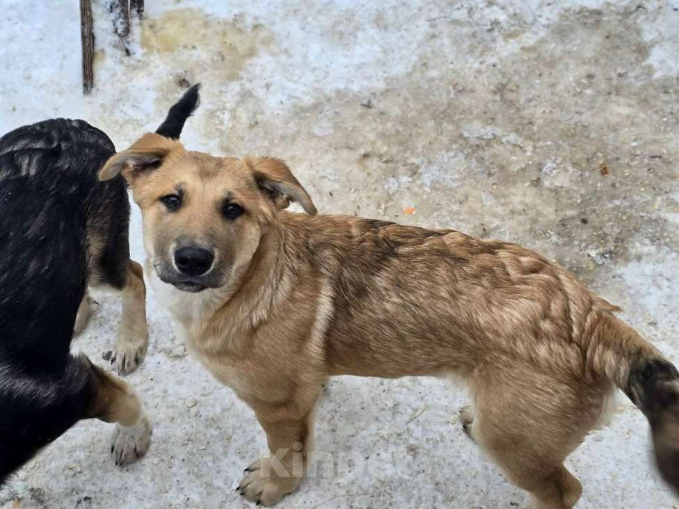 Собаки в других городах Ленинградской области: Щенки-мальчишки ищут дом Мальчик, Бесплатно - фото 2