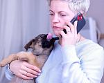 Собаки в Ногинске: Триша - щенок в добрые руки Девочка, Бесплатно - фото 4