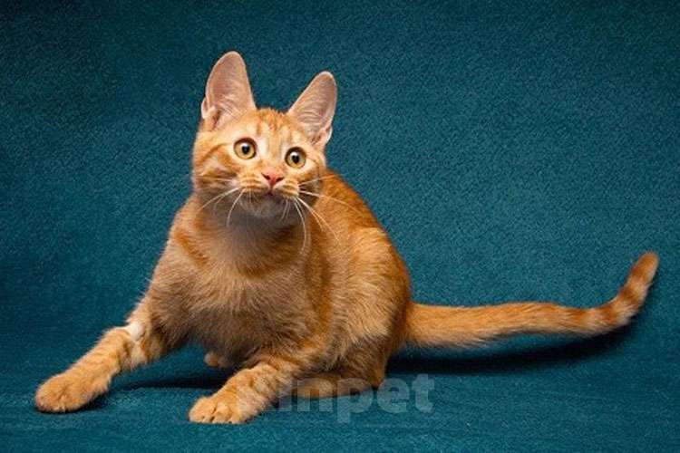 Кошки в Москве: Рыженькое солнышко Юна,чудесный ласковый котенок в добрые руки Девочка, 10 руб. - фото 8