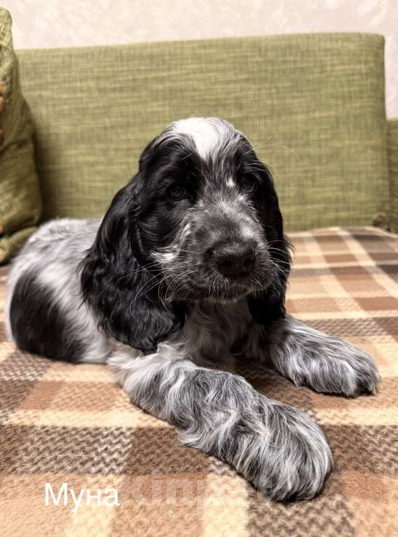 Собаки в Архангельске: Продается щенок английского кокер-спаниеля, девочка Девочка, 70 000 руб. - фото 2