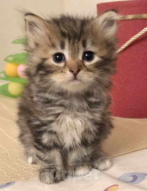 Кошки в Севастополе: Сибирские котята  Девочка, 25 руб. - фото 2