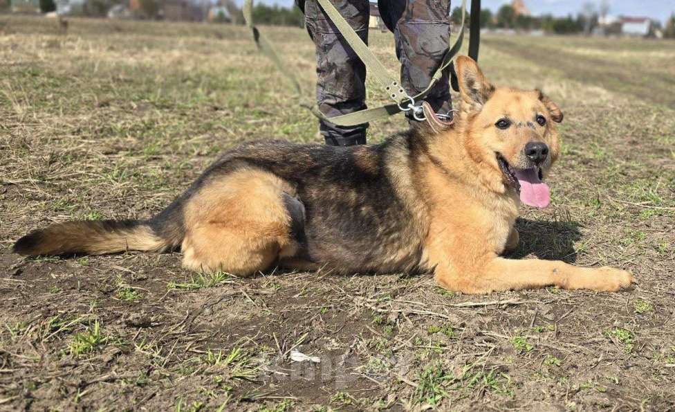 Собаки в Королеве: Линда Девочка, Бесплатно - фото 9