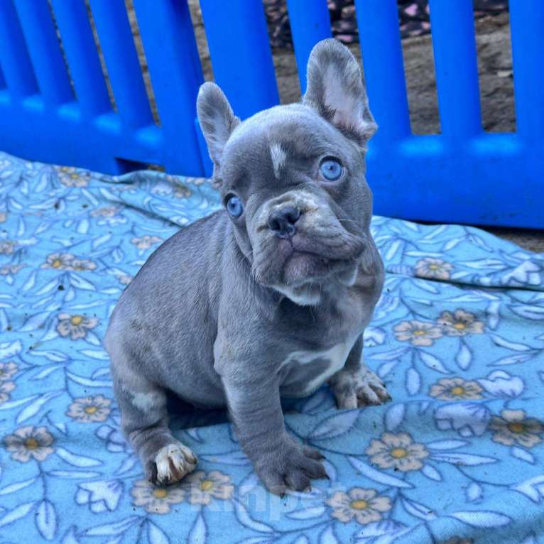 Собаки в Москве: ДЖЕНТЕЛЬМЕН Мальчик, Бесплатно - фото 2