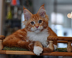 Кошки в Одинцово: Шаман Мальчик, 40 000 руб. - фото 2