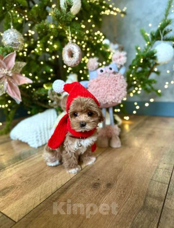 Собаки в Барнауле: Мальтипу f1  Девочка, 100 000 руб. - фото 5